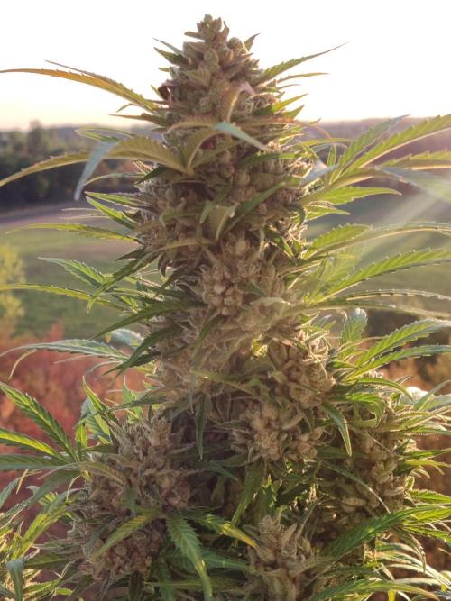 Ghost Train Haze Auto. Week 13