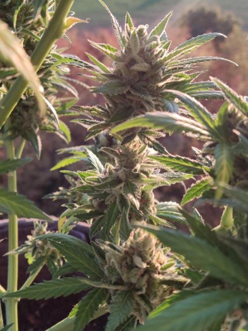 Ghost Train Haze Auto. Week 13