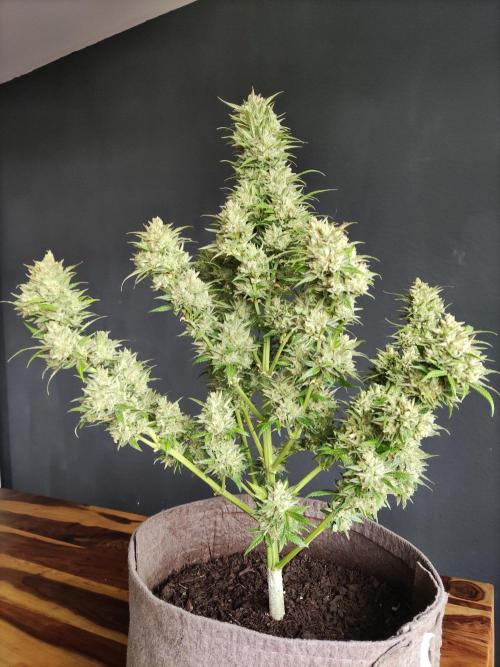 Ghost Train Haze Auto. Week 13