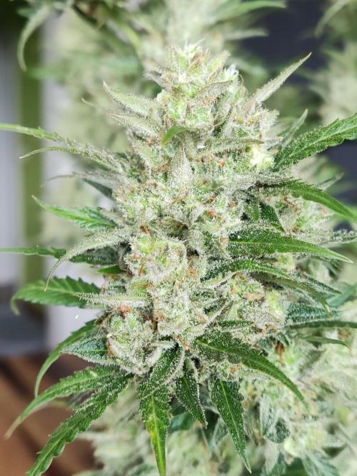 Ghost Train Haze Auto. Week 13