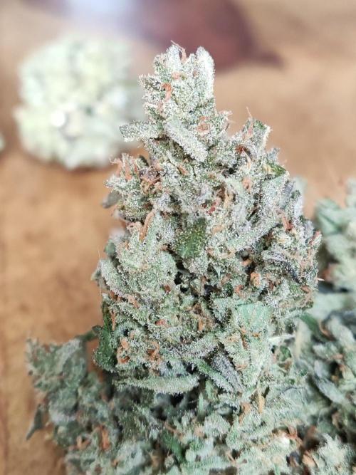 Auto Red Tropicana Cookies. Week 13