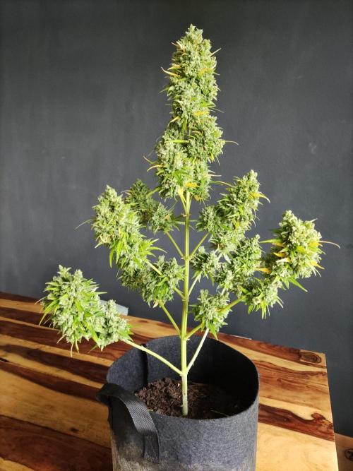 Durban Poison Autoflower. Week 13 - Tag 87
Erntetag 87