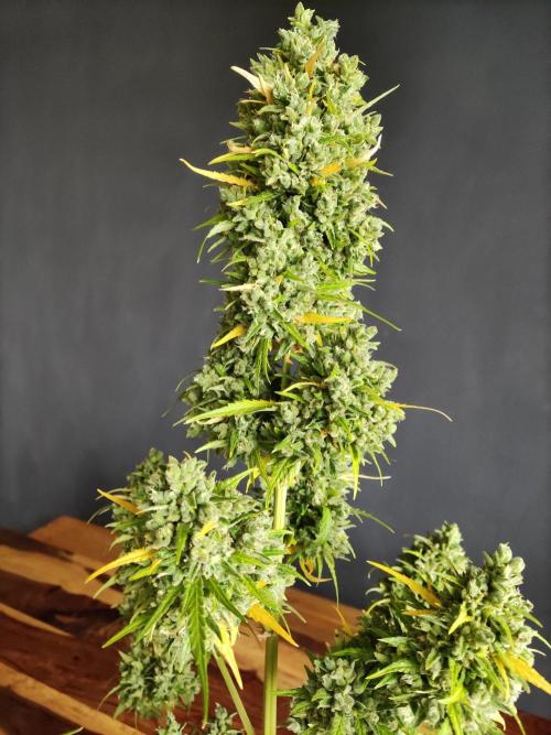 Durban Poison Autoflower. Week 13