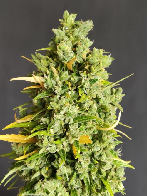 Durban Poison Autoflower. Week 13