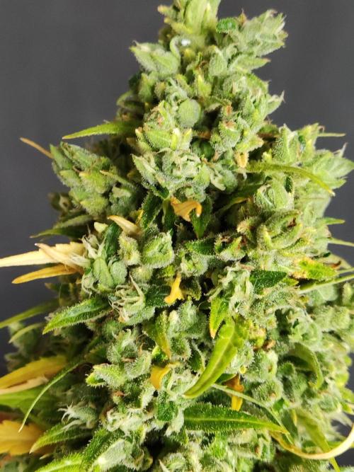Durban Poison Autoflower. Week 13