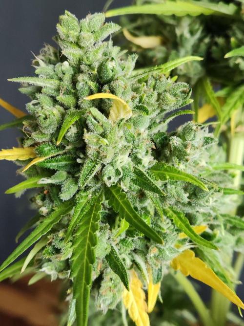 Durban Poison Autoflower. Week 13