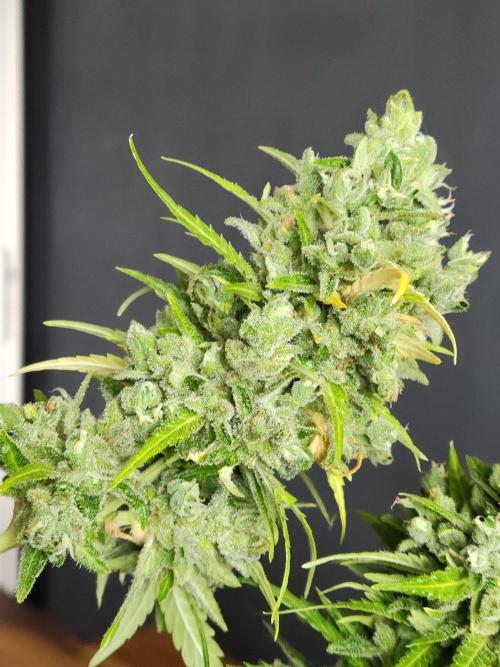 Durban Poison Autoflower. Week 13