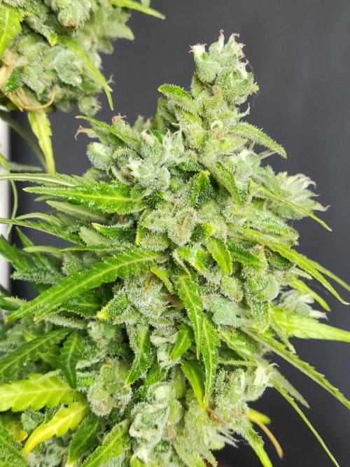 Durban Poison Autoflower. Week 13