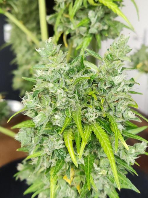 Durban Poison Autoflower. Week 13