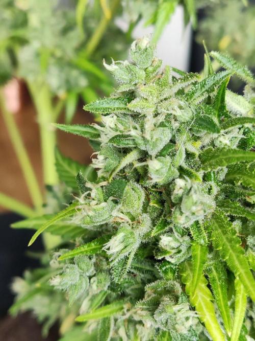 Durban Poison Autoflower. Week 13