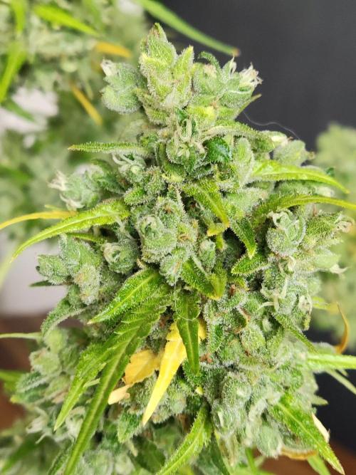 Durban Poison Autoflower. Week 13