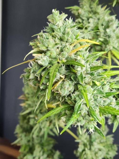 Durban Poison Autoflower. Week 13