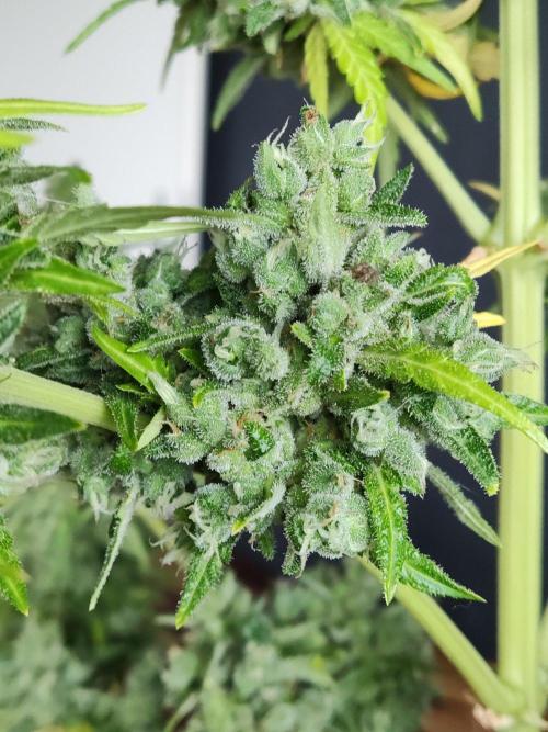 Durban Poison Autoflower. Week 13