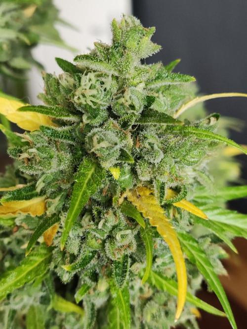 Durban Poison Autoflower. Week 13