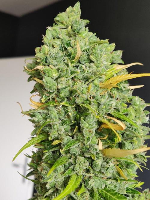 Durban Poison Autoflower. Week 13