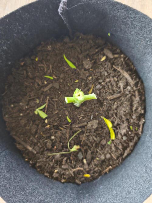 Durban Poison Autoflower. Week 13 - Ende 