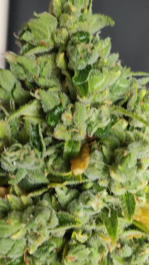 Durban Poison Auto