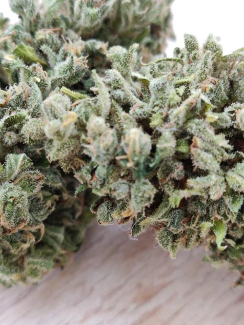 Durban Poison Auto. Week 14