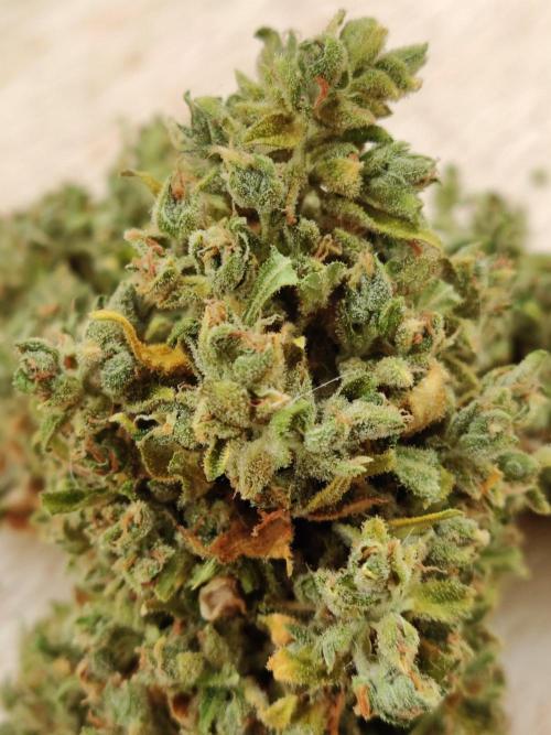 Durban Poison Auto. Week 14
