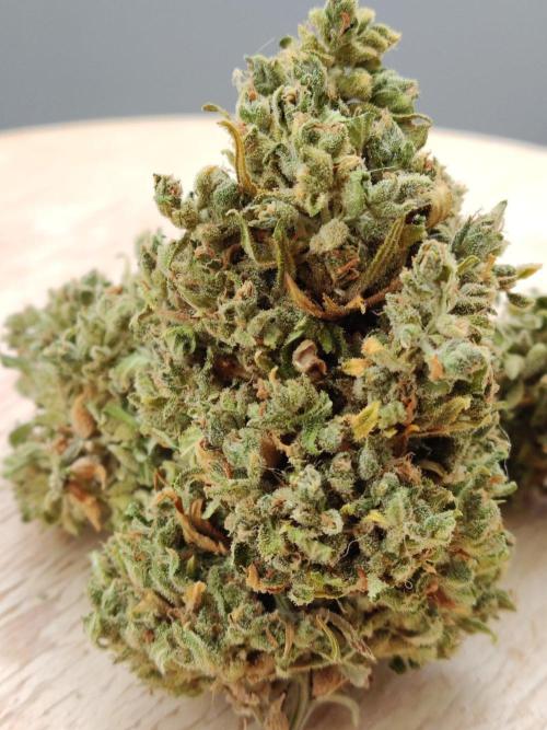 Durban Poison Auto. Week 14