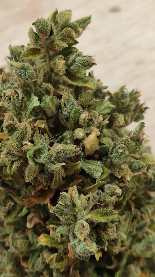 Durban Poison Auto