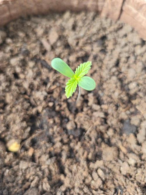 Neville's Rose Auto. Week 1 - Tag 7