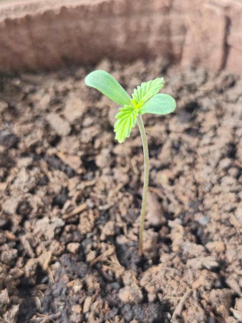 Neville's Rose Auto. Week 1