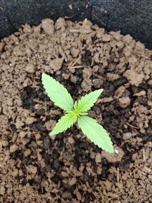 Killer Kush F1 Fast Version. Week 1 - Tag 7 