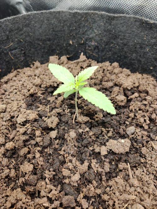 Killer Kush F1 Fast Version. Week 1