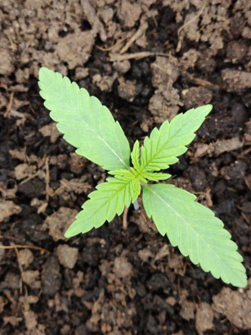 Killer Kush F1 Fast Version. Week 1