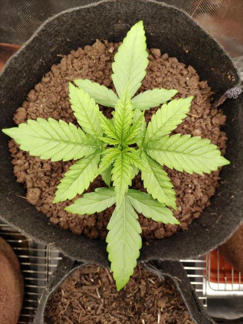 Killer Kush Fast Version. Week 2
