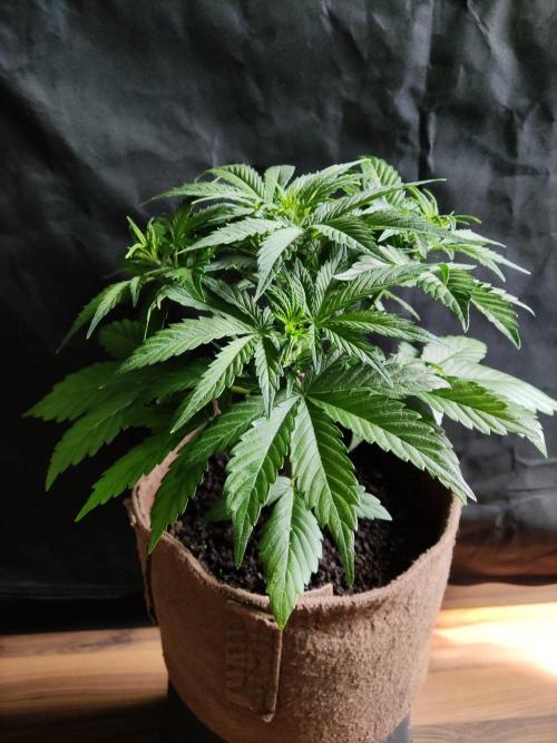 Neville's Rose Auto. Week 4