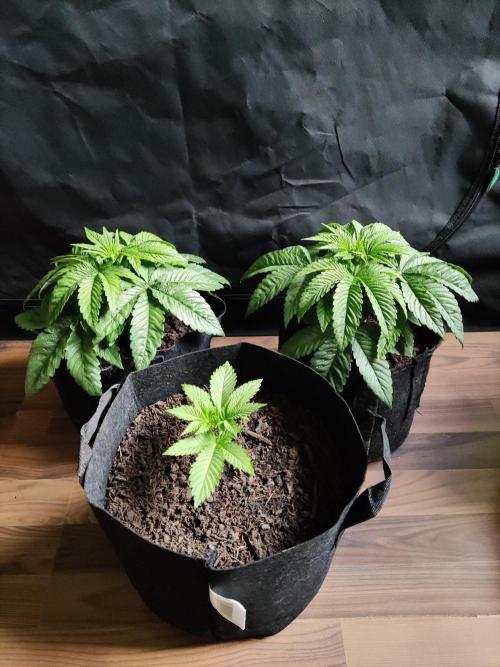 Peaches & Cream. Week 3
