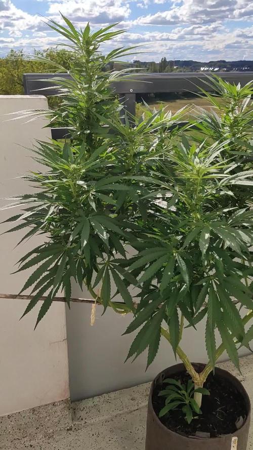 Purple Skunk Mass ( Outdoor und Indoor)