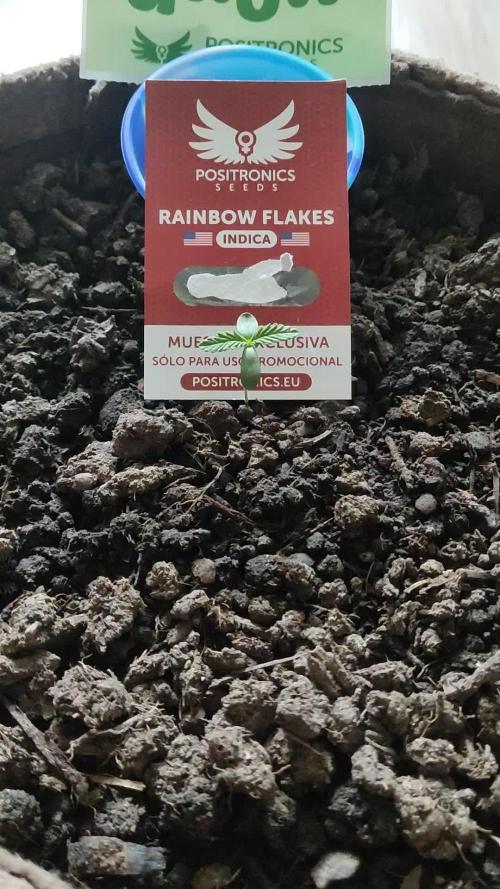 Rainbow Flakes 