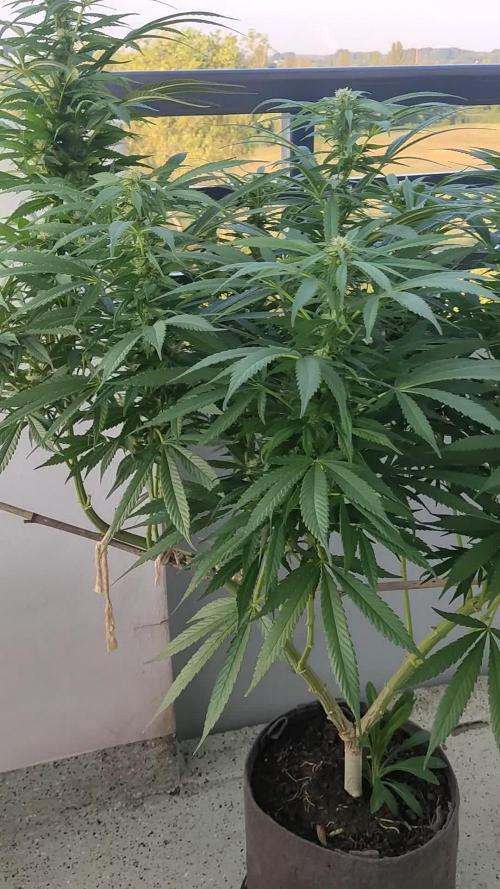 Purple Skunk Mass ( Outdoor und Indoor)