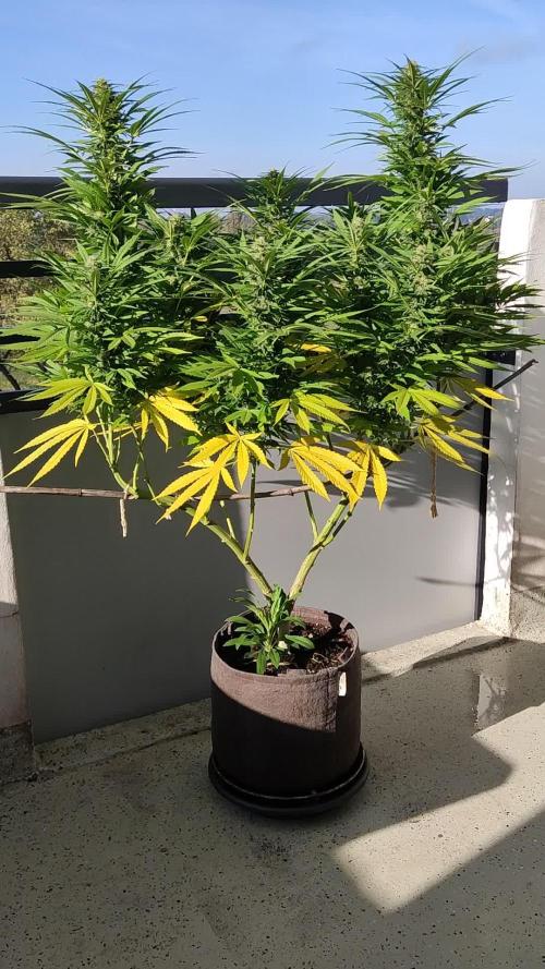 Purple Skunk Mass ( Outdoor und Indoor)