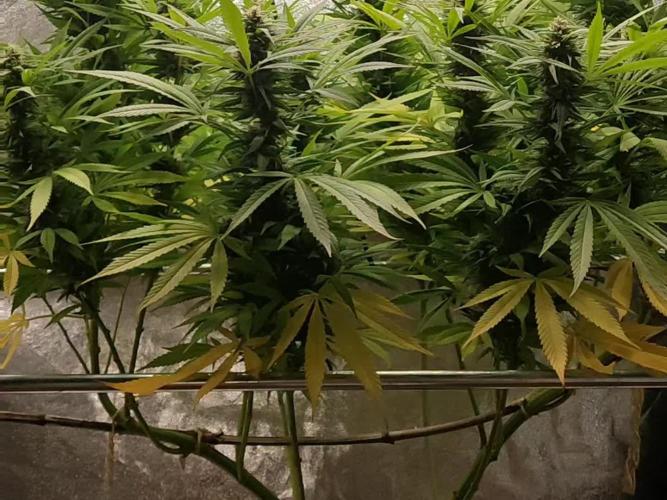 Purple Skunk Mass ( Outdoor und Indoor)