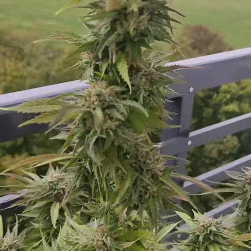 Auto Overdose ( Outdoor )