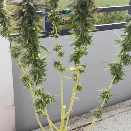 Auto Overdose  ( Outdoor )