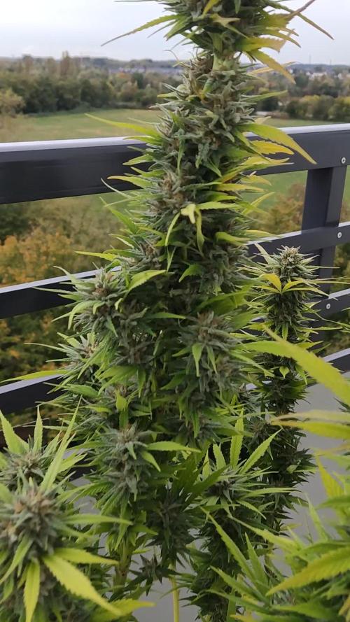 Purple Skunk Mass ( Outdoor und Indoor)