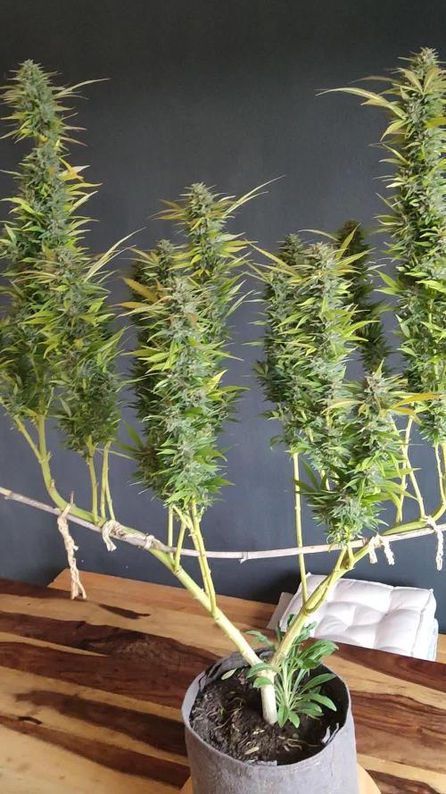 Purple Skunk Mass ( Outdoor und Indoor)