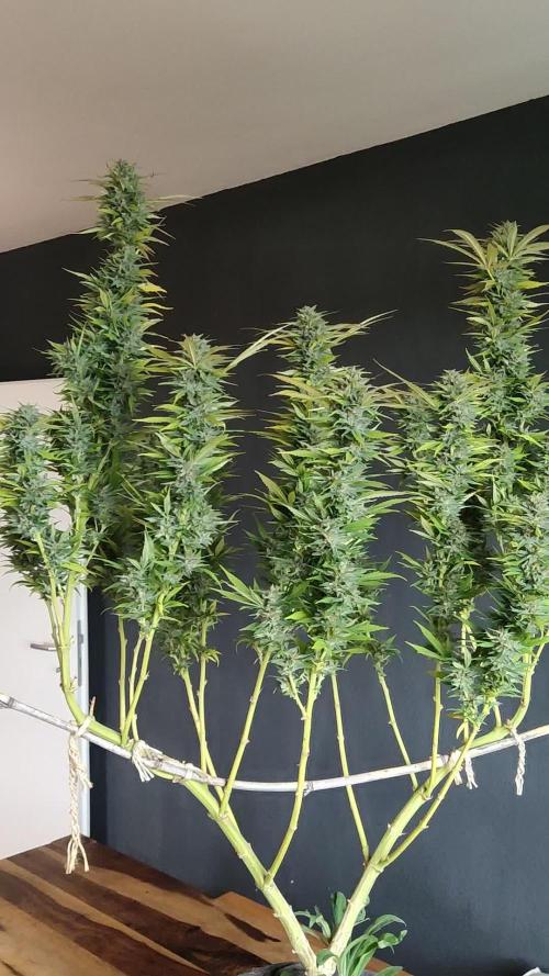 Purple Skunk Mass ( Outdoor und Indoor)