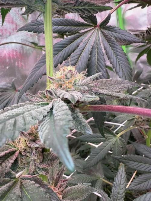 Queen of The south - Relentless genetics 