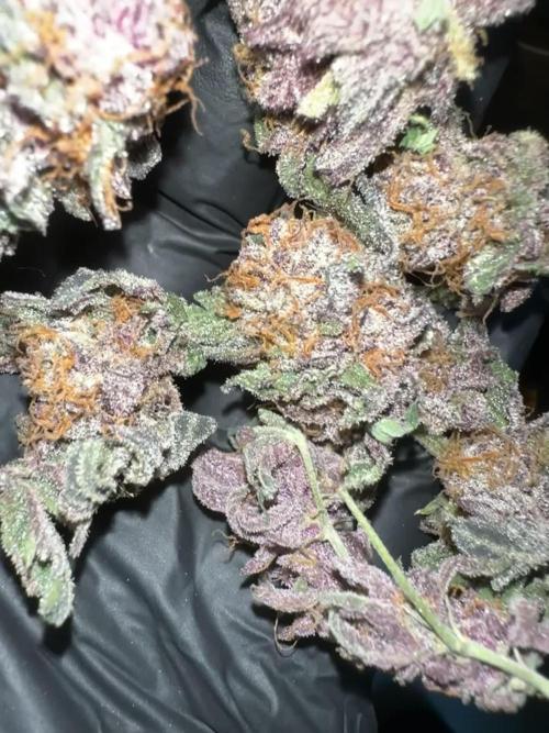 Queen of The south - Relentless genetics 