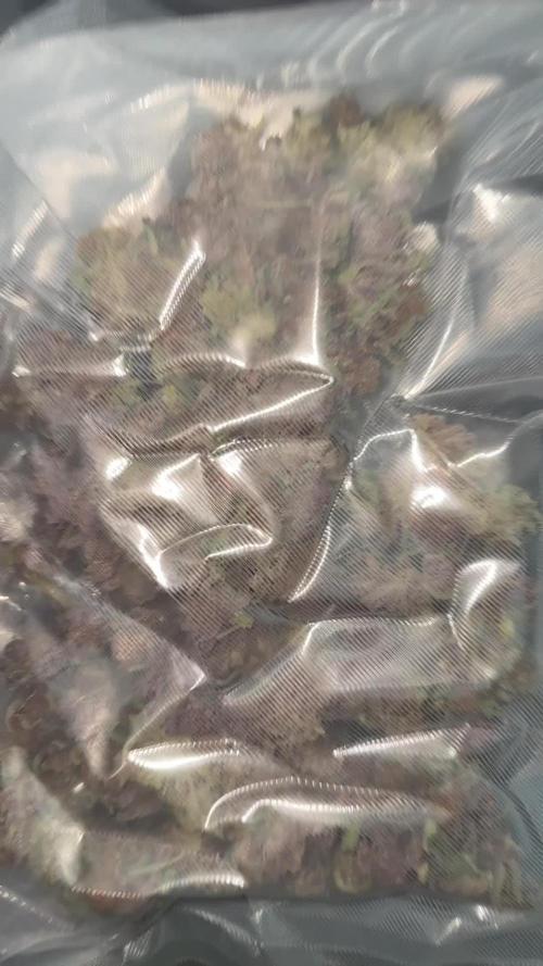 Queen of The south - Relentless genetics 