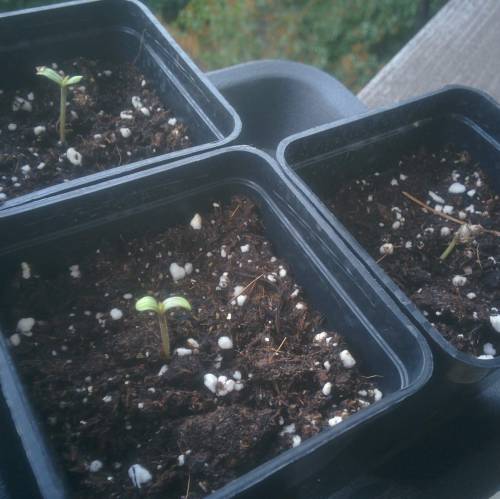 WSS Skunk First Grow Outdoors. Week 1 - Day 1