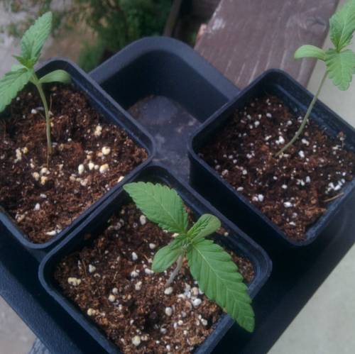 WSS Skunk First Grow Outdoors. Week 1 - Day 7