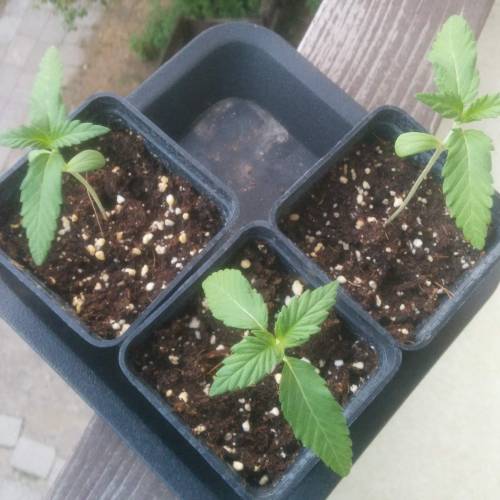 WSS Skunk First Grow Outdoors. Week 2 - Day 9