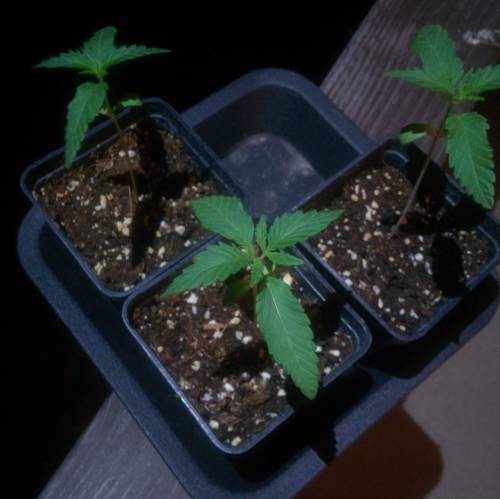 WSS Skunk First Grow Outdoors. Week 2 - Day 10